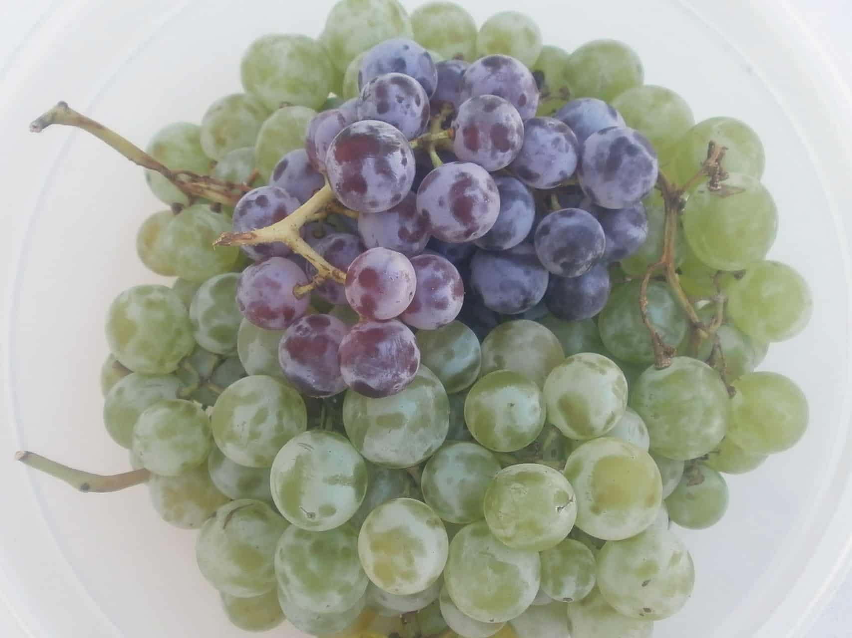 Green Seedless Grapes  Fresh Generation Foods