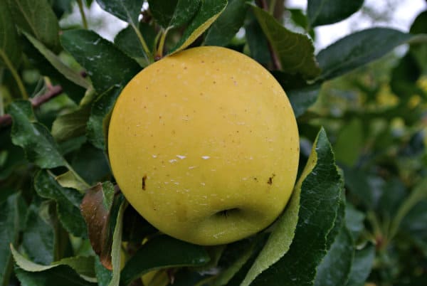 Blondee Apples in a tree.