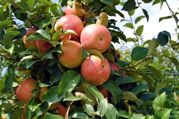 Bunches of Honeycrisp Apples in Tree