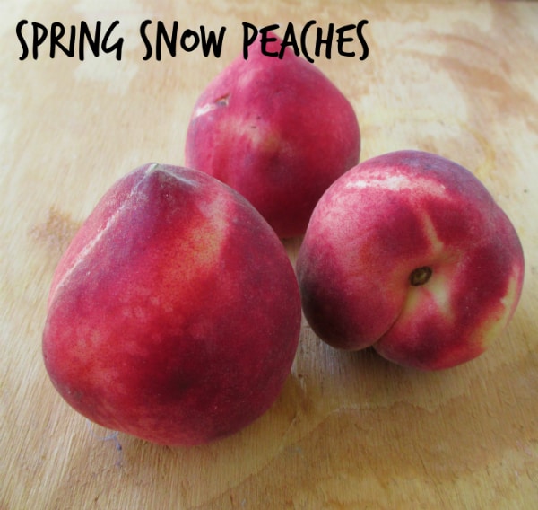Spring Snow Peaches