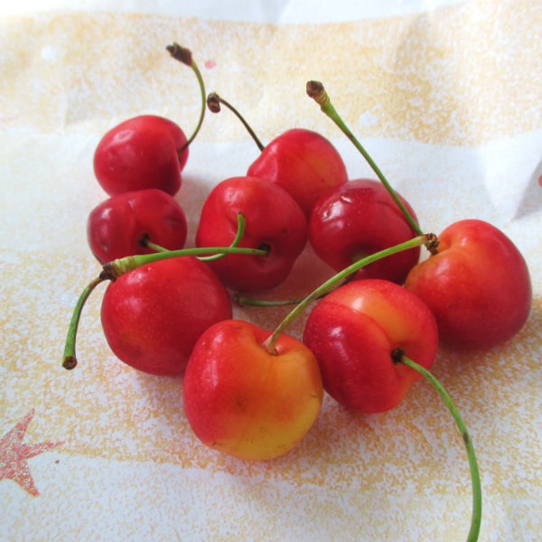 Rainier Cherries