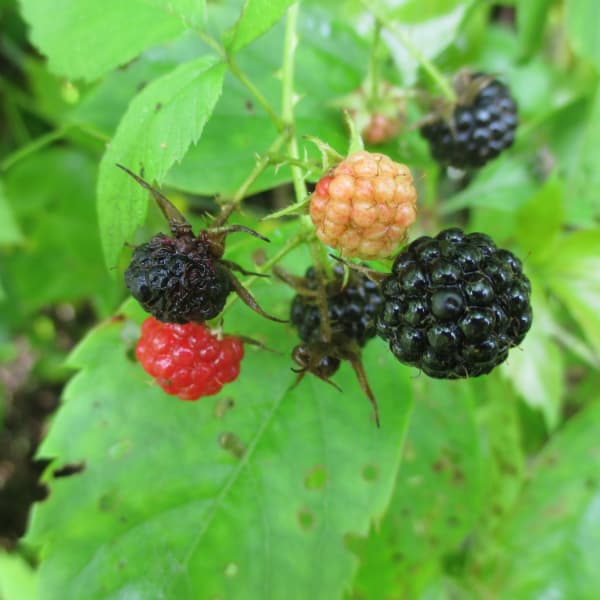 Wild black raspberries on the plant with some ripe black ones and other link pink and red unripe berries.