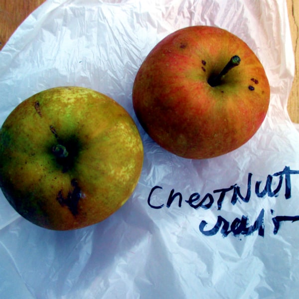 Chestnut Crab Apples on a plastic bag.