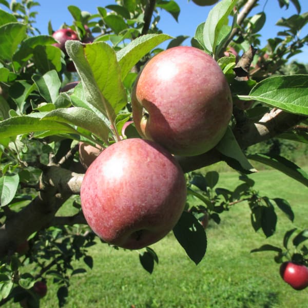 Macoun apple clearance