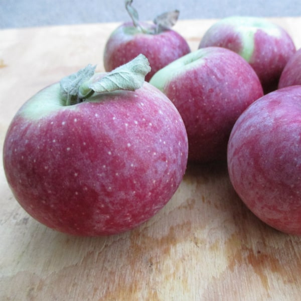 Macoun apple clearance