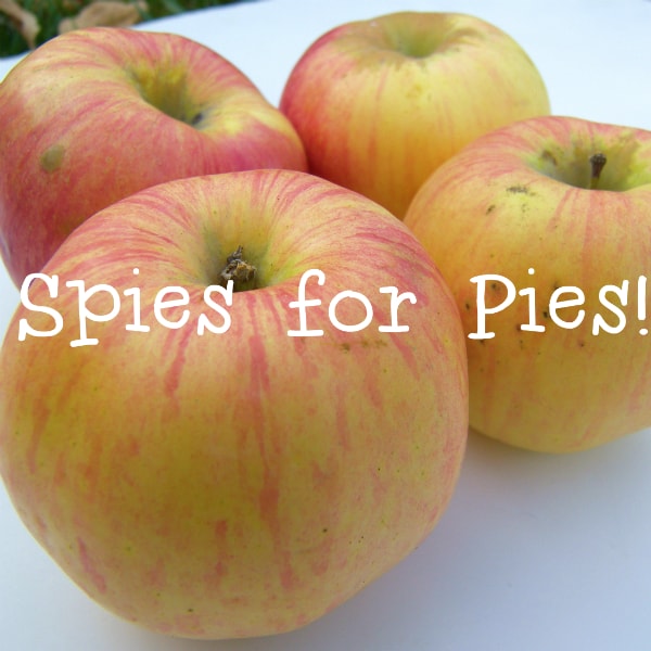 Where to Find Northern Spy Apples Michigan