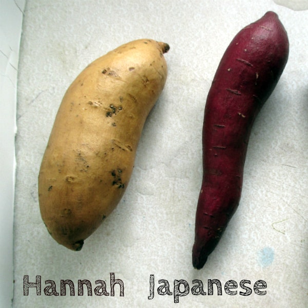 A Hannah sweet potato next to a Japanese sweet potato