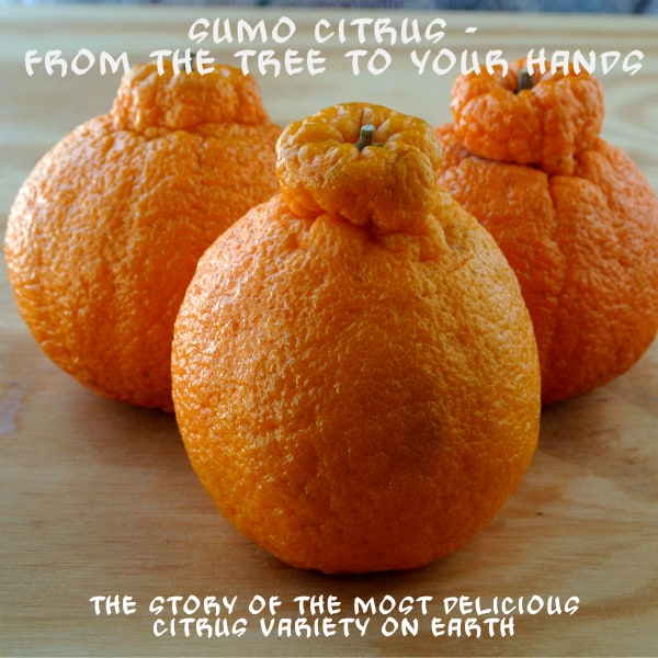 Three Sumo Citrus mandarins on a wood board with the words "Sumo Citrus - From the Tree to your Hands" on top and "The story of the most delicious citrus variety on earth" on the bottom.