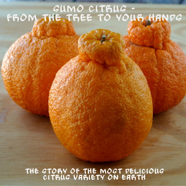 turns out sumo citrus are giant mandarins from Japan & they lived