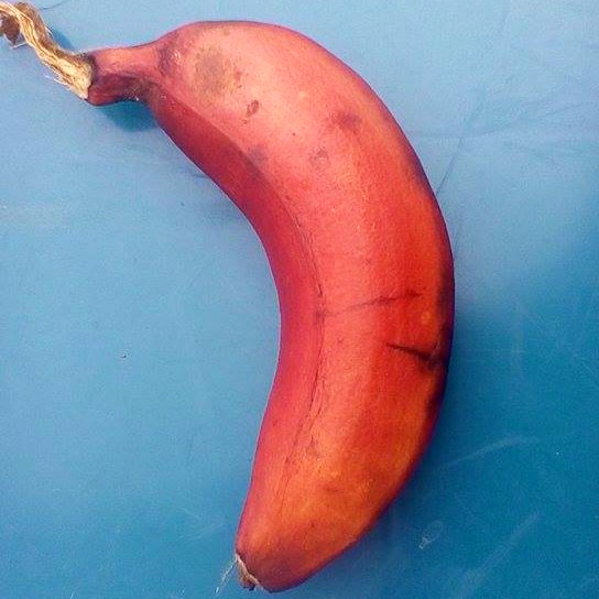 How to Know When a Red Banana is Ripe Eat Like No One Else