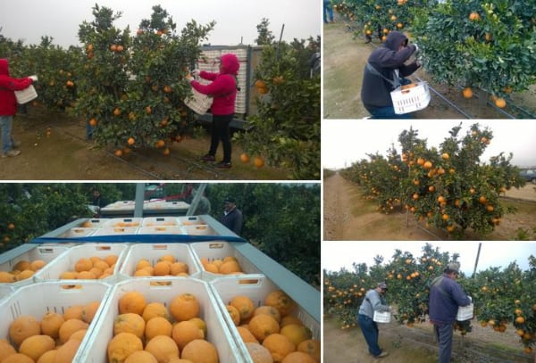 A collage of people harvesting Sumo Citrus from the tree into white bins.