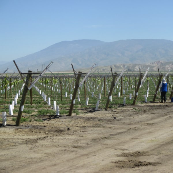 One of the vineyards at the Grapery.