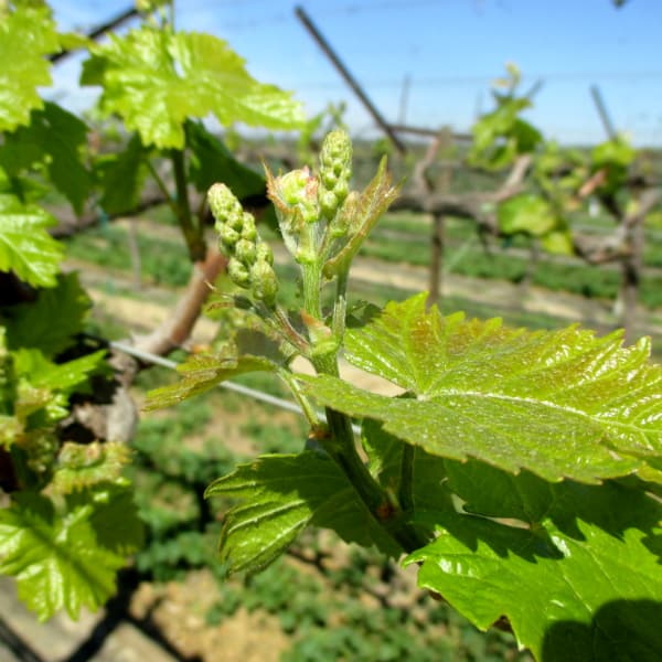 Grapery Vineyard