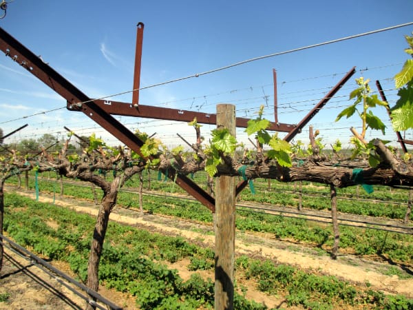 Grapery Vineyard