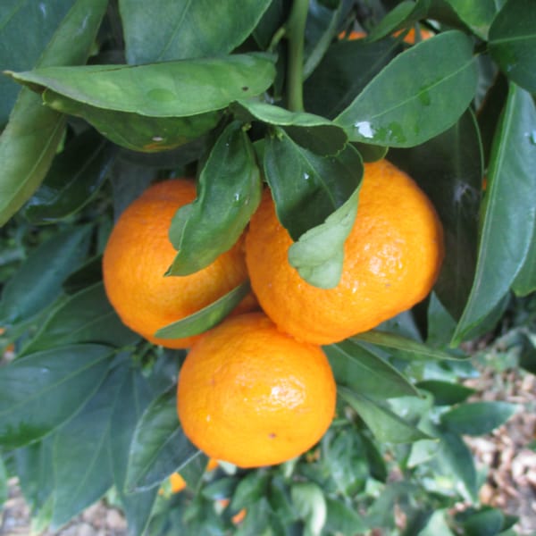 A cluster of 3 Ojai Pixie Tangerines hanging in a tree