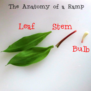 What Part of a Ramp Do You Eat