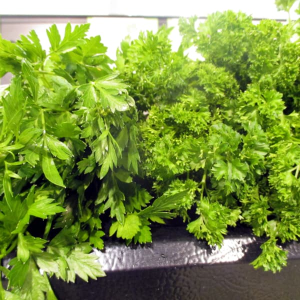 coriander vs parsley