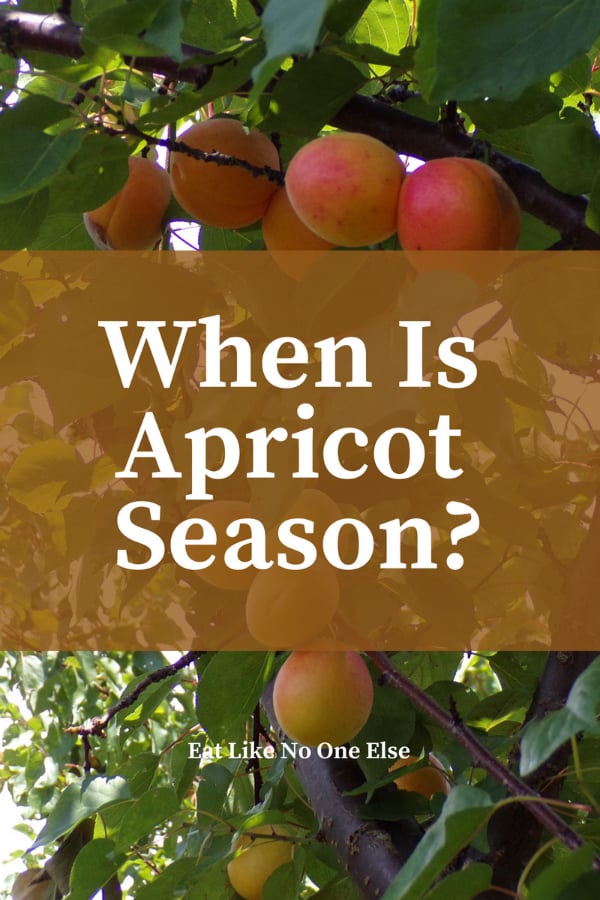 When is Apricot Season
