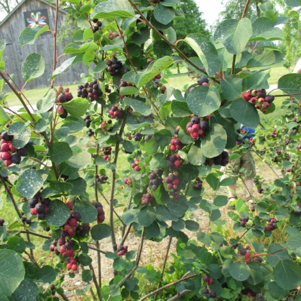 Saskatoon Berries Michigan