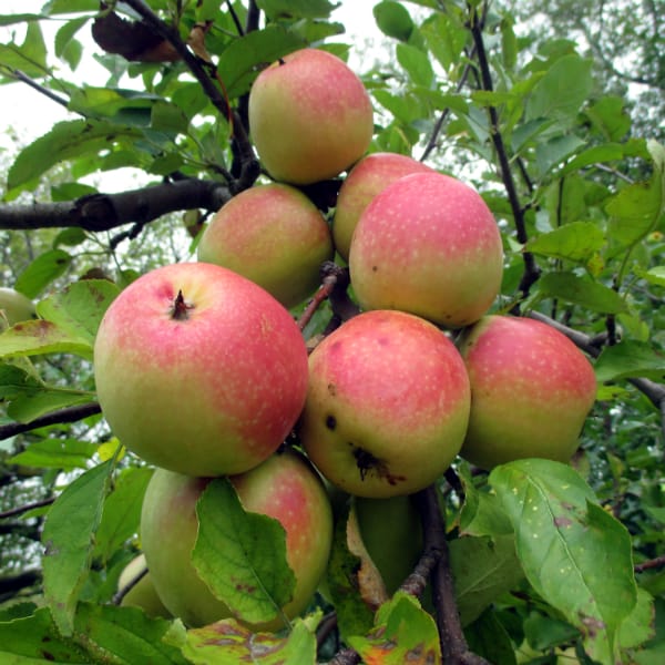 Red blushed apples in bunches in a tree.