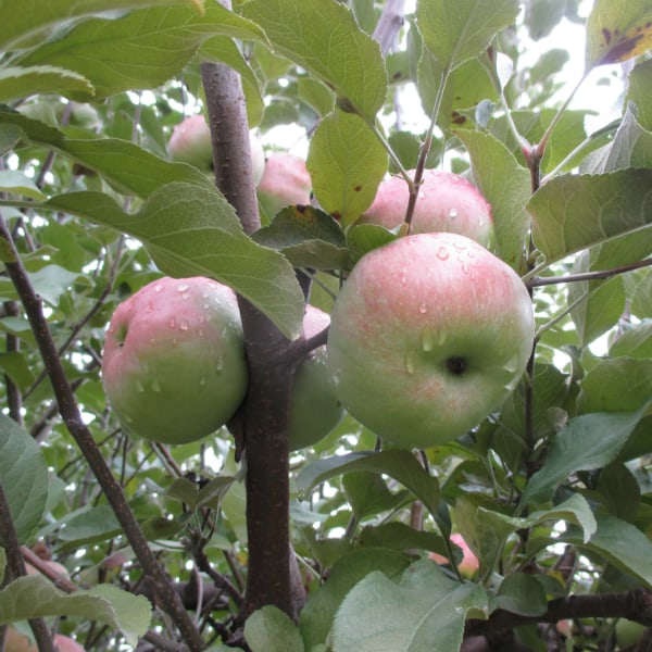 Brookwood Fruit Farm