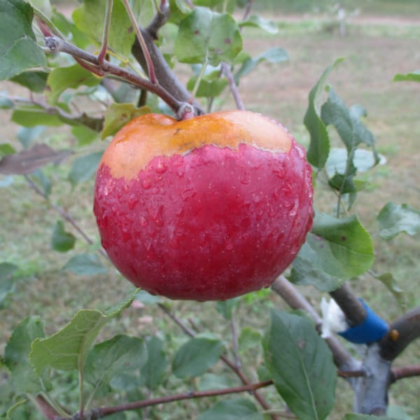 A single Nova Spy apple still in the tree.