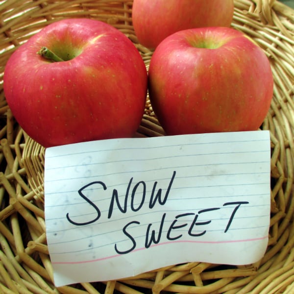 Snow Sweet Apples in a basket with an index card.