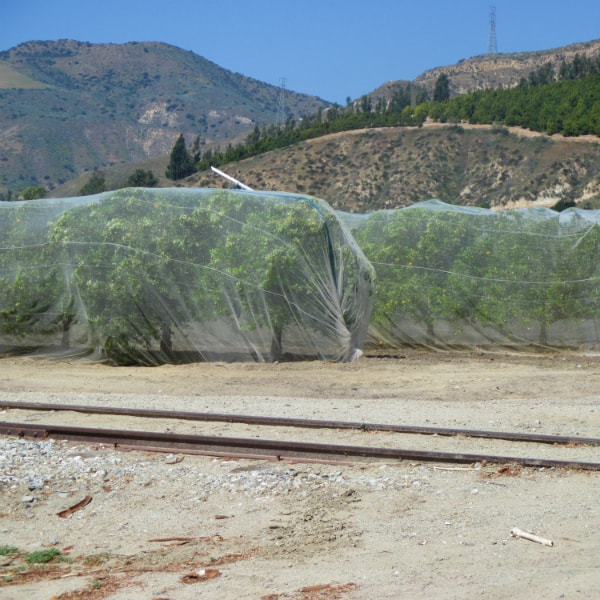 Citrus trees that are covered in netting with mountains in the background.