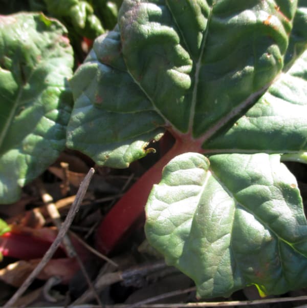 Rhubarb leaves growing outside in a garden