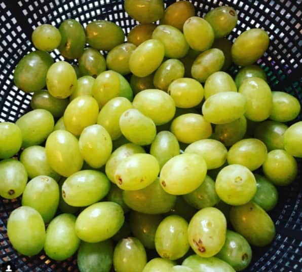 Freshly rinsed off grapes, ready to be enjoyed. Photo courtesy of Instagram user hwarthen.