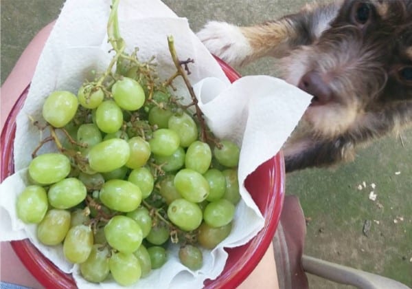 Cotton Candy grapes are so good, even dogs want in on the action. Photo courtesy of Instagram user  mannan_sharkulics