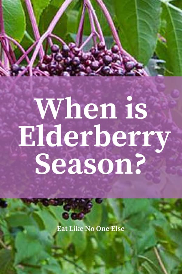 Fresh elderberries ready to be picked hanging in a bush with the words "When is Elderberry Season" over top.