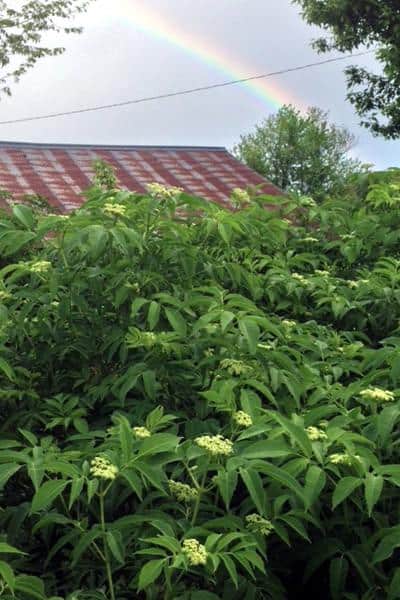 Elderberry plants flowering with a building in the background and a rainbow in the sky.