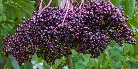 Elderberry clusters hanging on a plant, ready to be harvested.