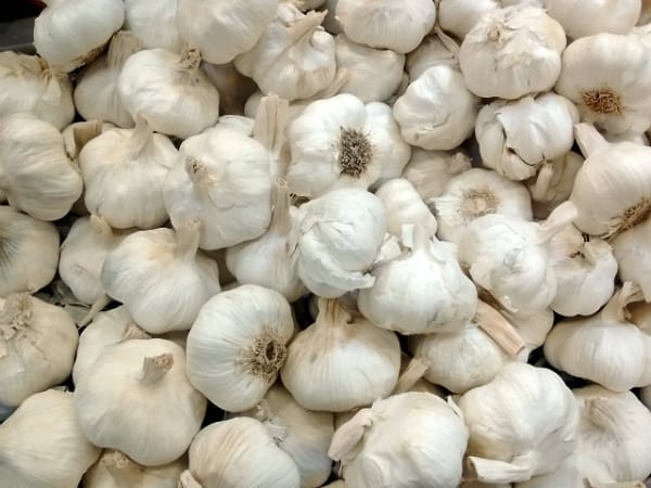 Pile of garlic bulbs