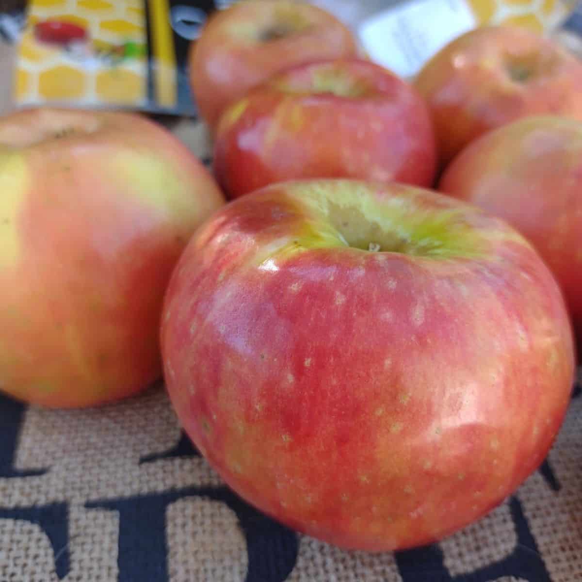 Honeycrisp Apples - 3 Pound Bag, Bag/ 3 Pounds - Harris Teeter