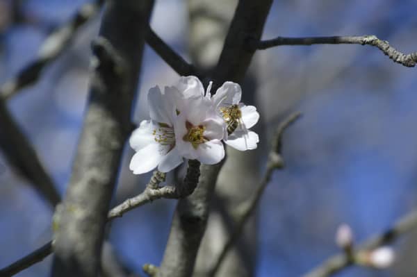 Almond blossoms