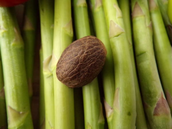 Whole nutmeg on top of asparagus