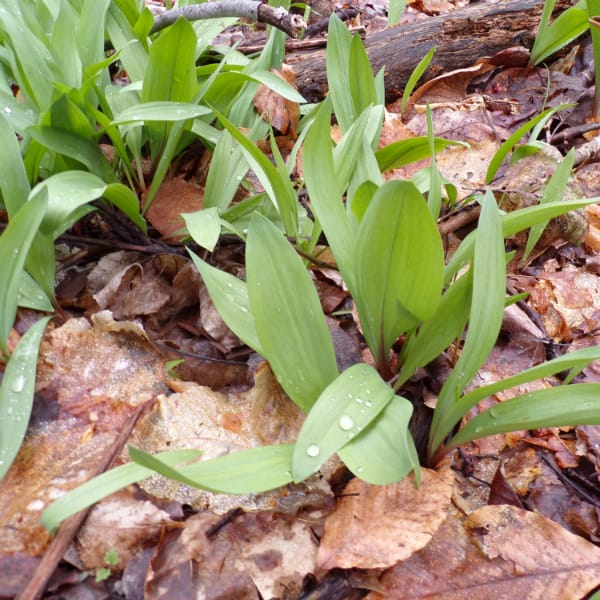 Wild ramps show growing in a forest.