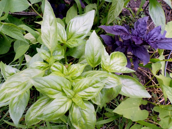 Fresh green and purple colored basil growing in a garden.