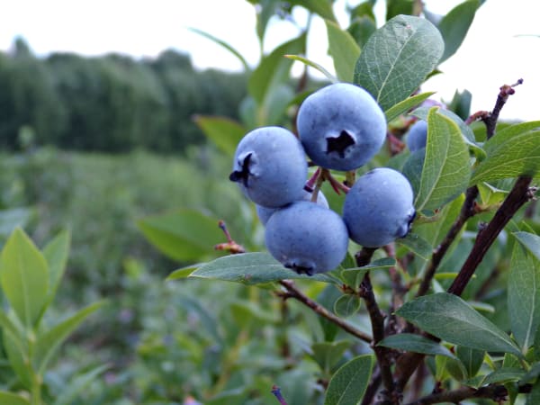 Blueberries growing outside on a tall bush