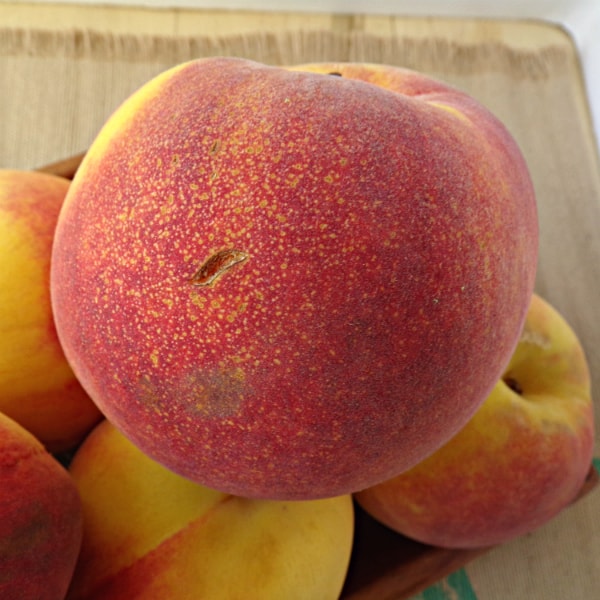 A peach with red blush and sugar spots on it is on top of a bunch of other peaches.