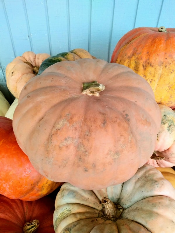 Long Island Cheese Pumpkin among other magical pumpkins