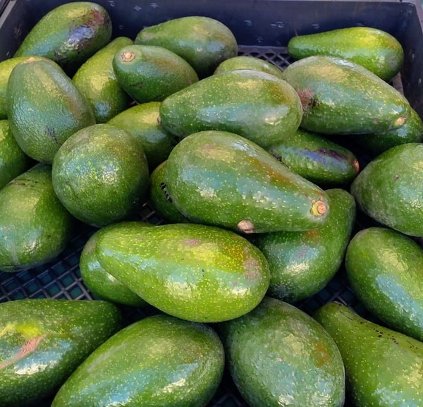 A pile of green Bacon avocados at a farmer's market in California.