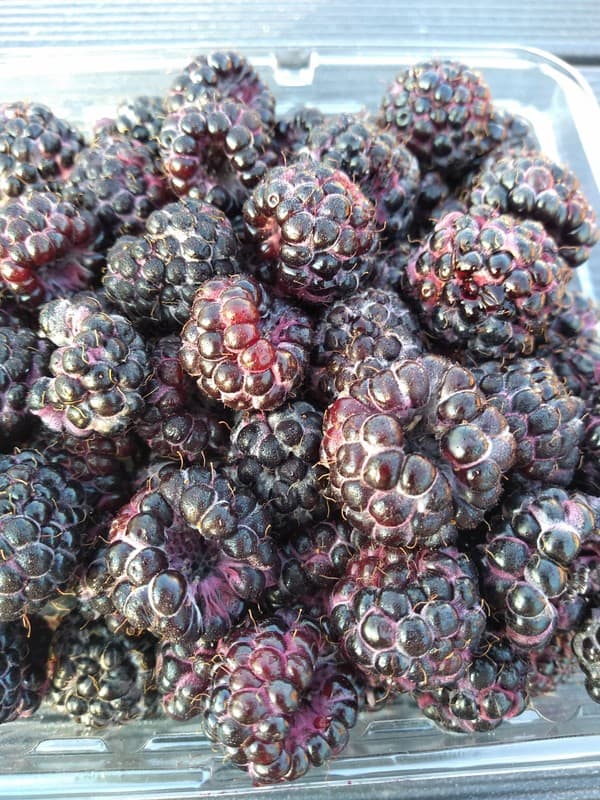 Up close view of black raspberries in a plastic container