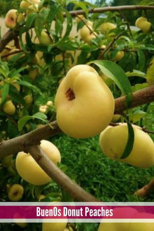 BuenOs Donut Peaches hanging in a tree.