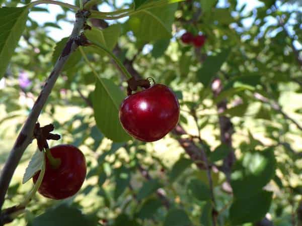 The sun shinning on Montmorency cherries in the trees.