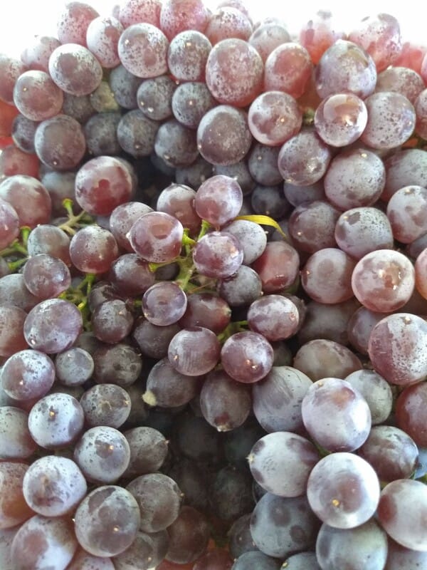 Champagne Grapes with natural bloom