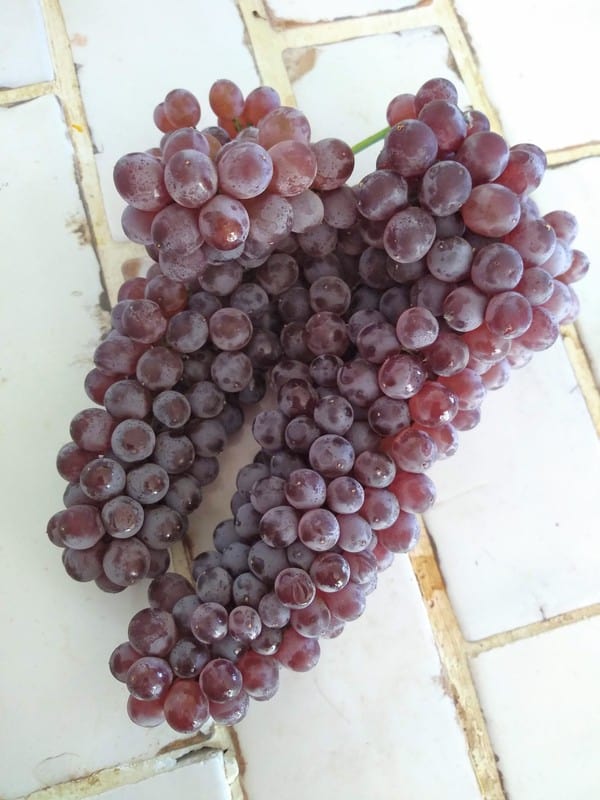 Champagne Grapes