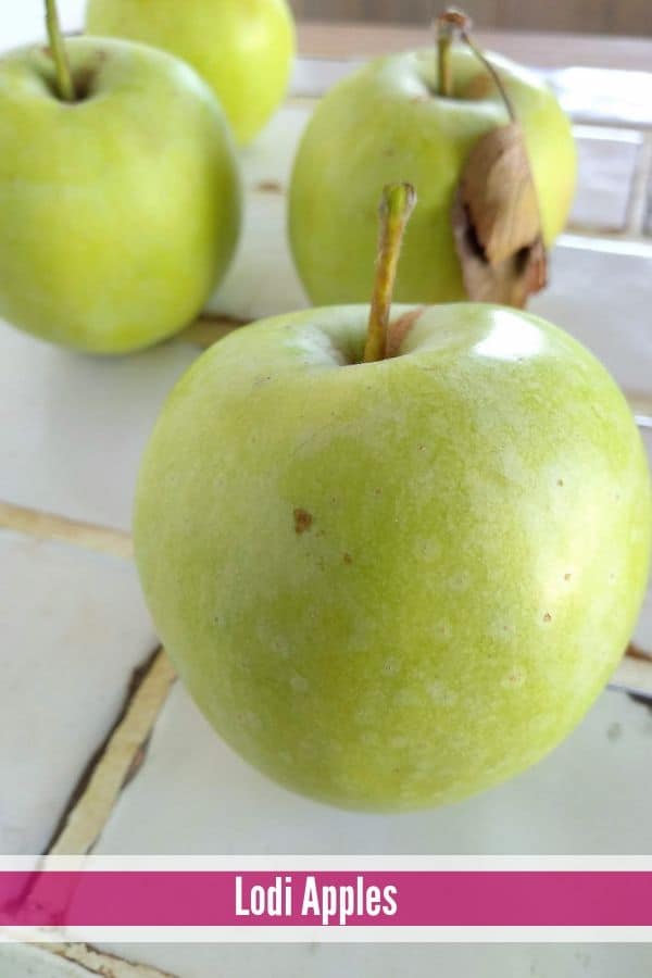 Green Lodi Apples on a counter top